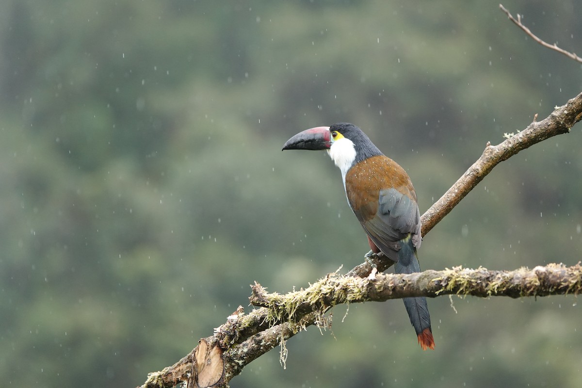 Андигена білощока - ML646706783