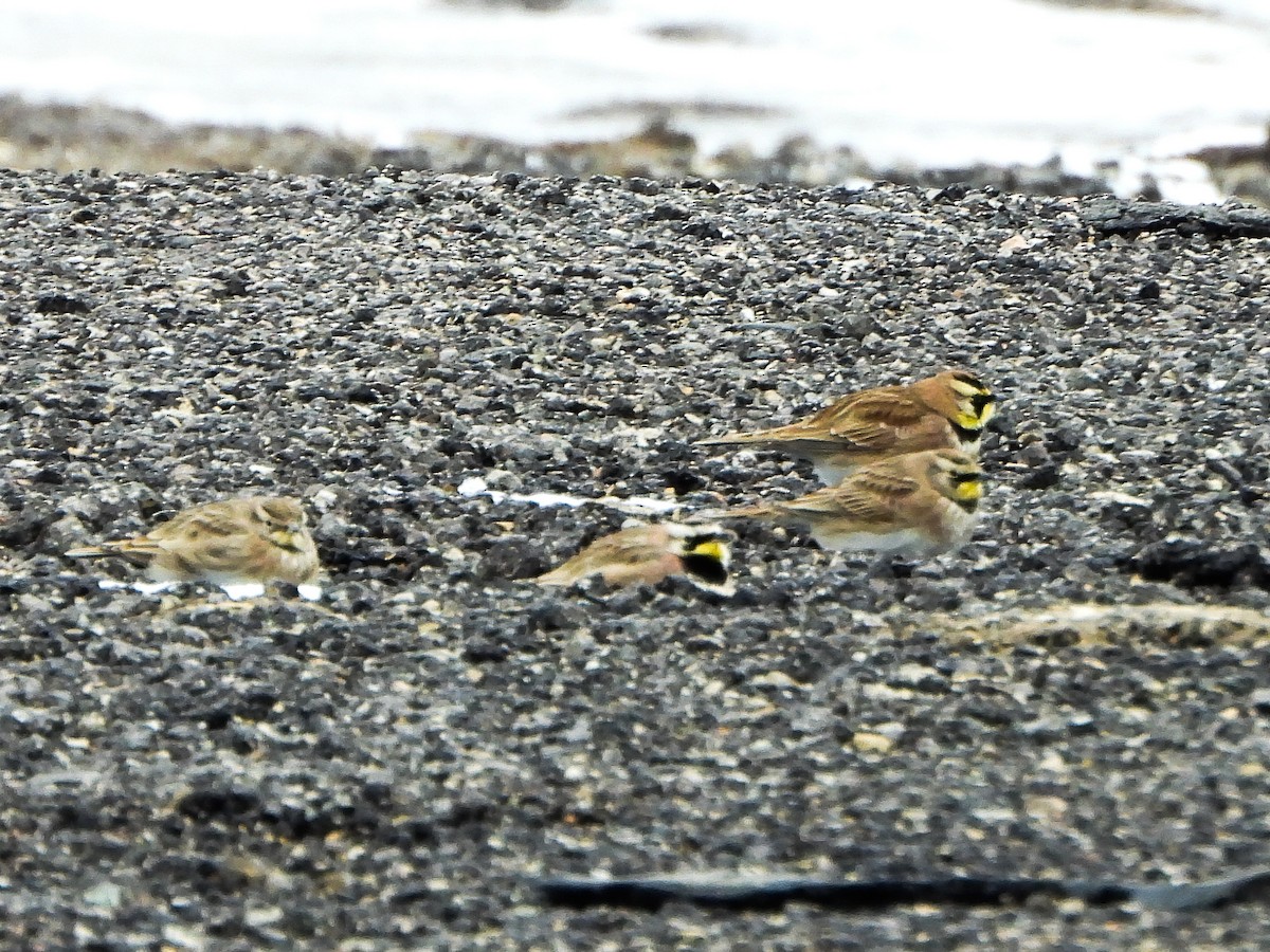 Horned Lark - ML646706784