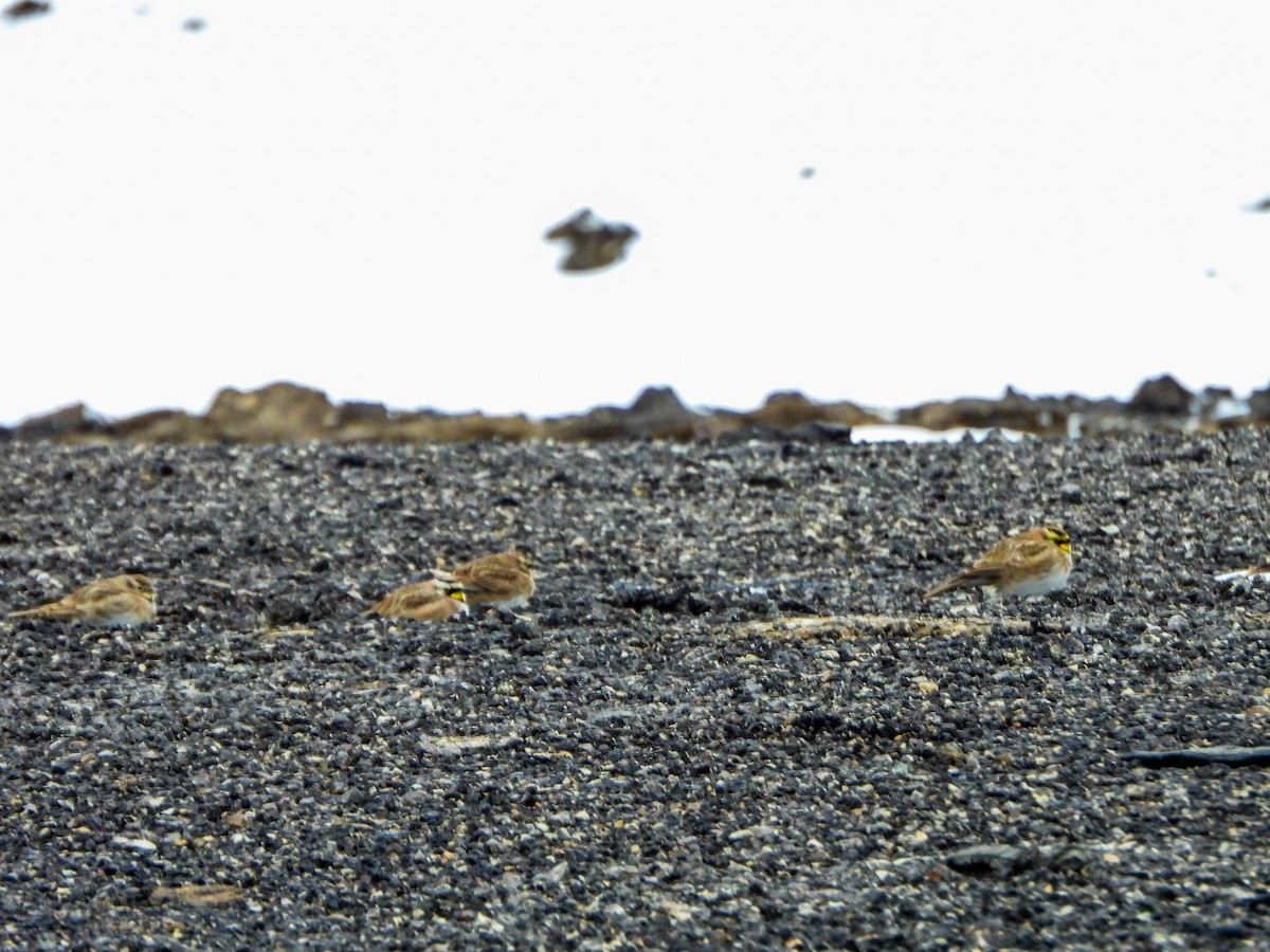 Horned Lark - ML646706785