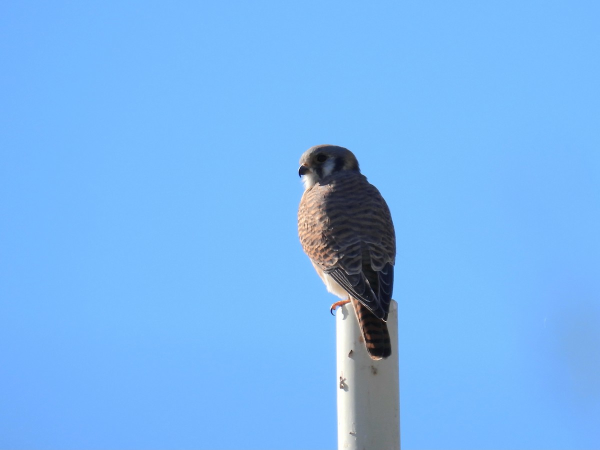 American Kestrel - ML646706787
