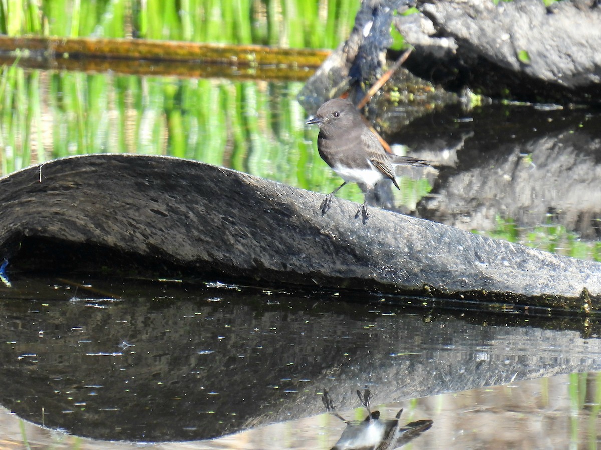 Black Phoebe - ML646706791