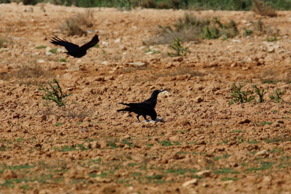 krkavec velký - ML646706793