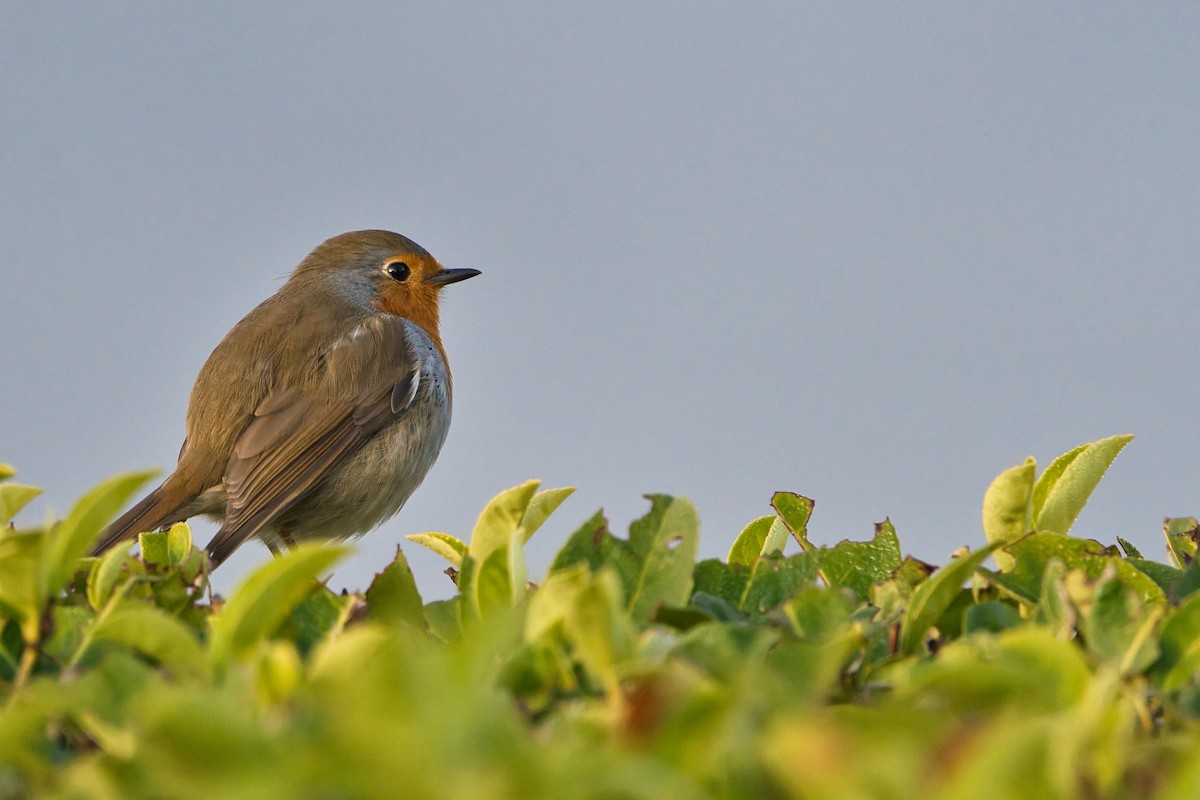 Txantxangorria - ML646706794