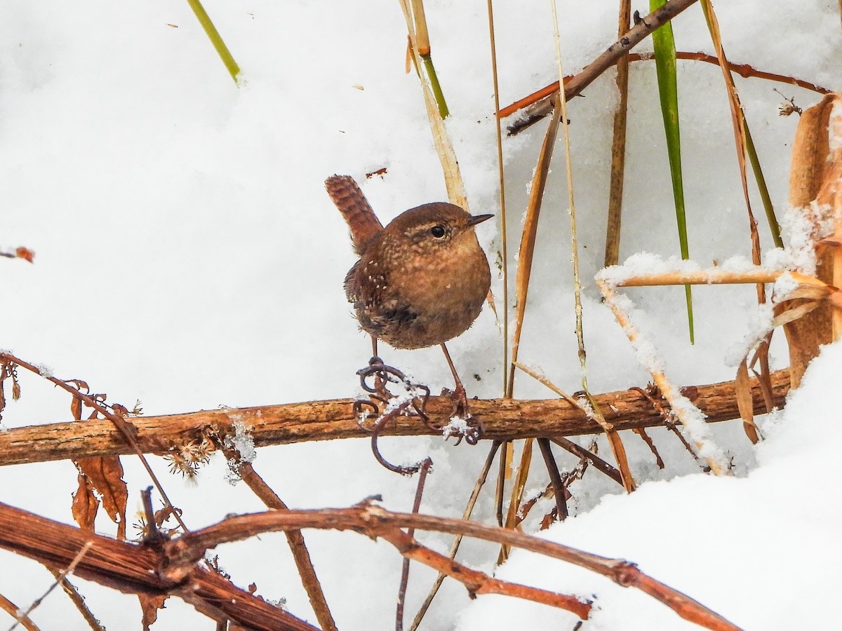 フユミソサザイ - ML646706795