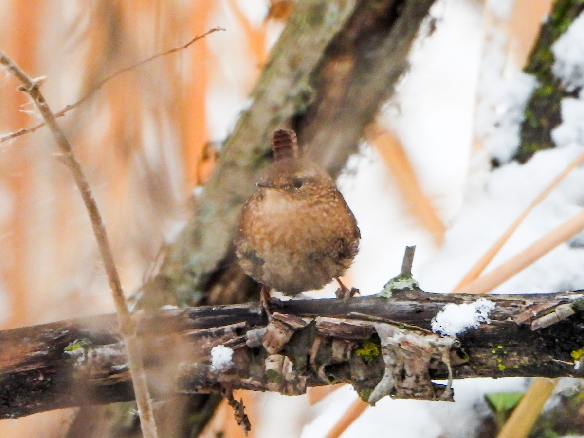 フユミソサザイ - ML646706796