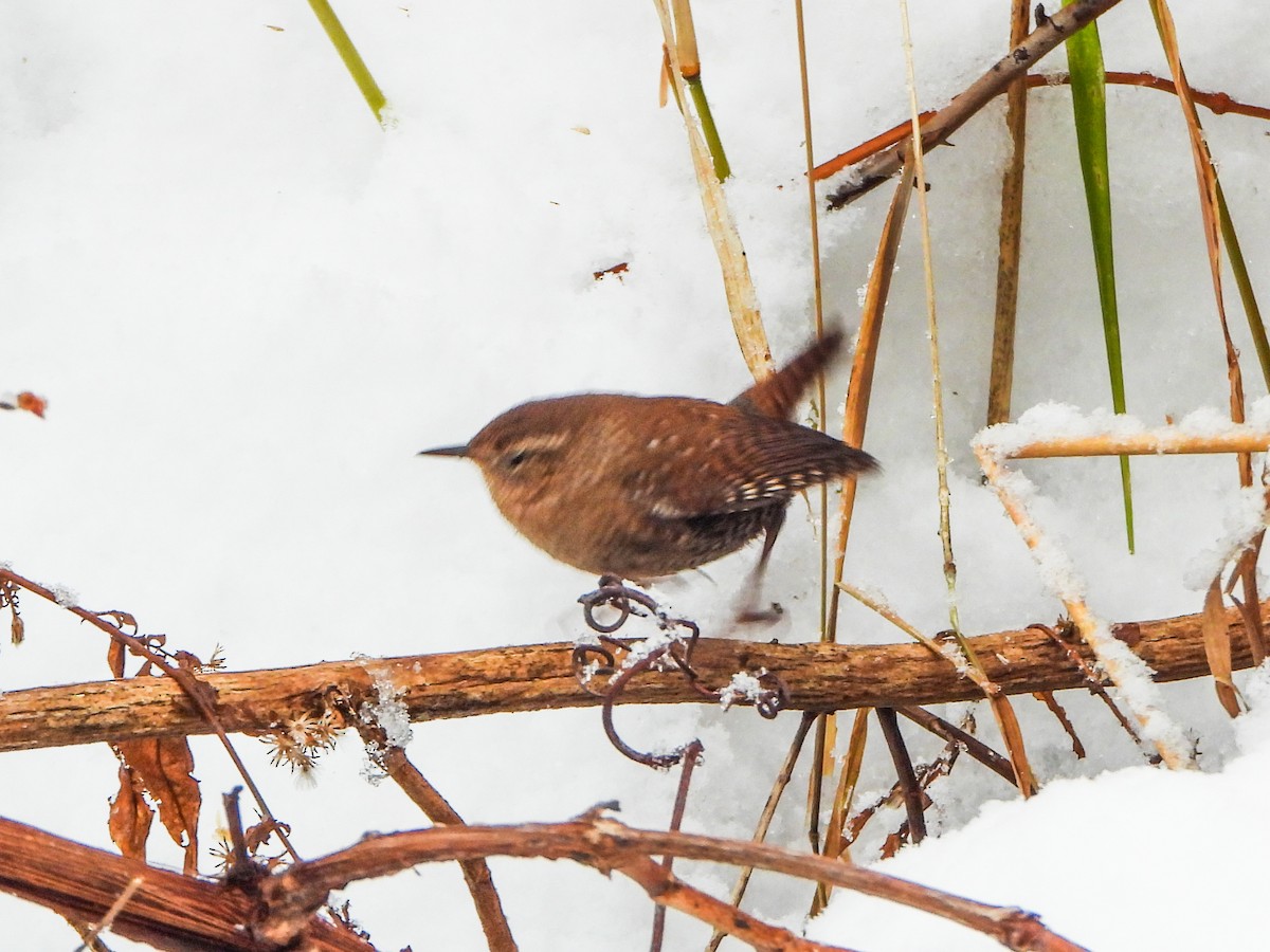 フユミソサザイ - ML646706797