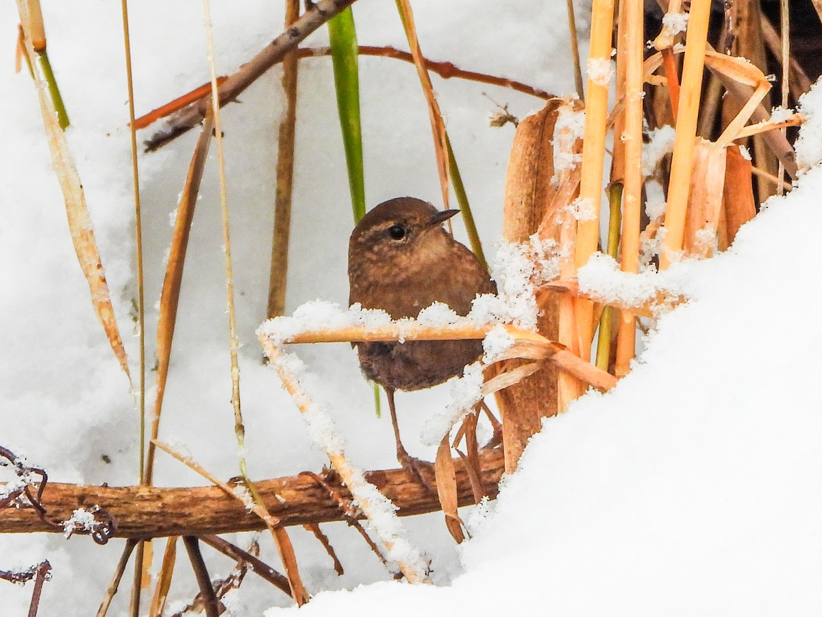 フユミソサザイ - ML646706798