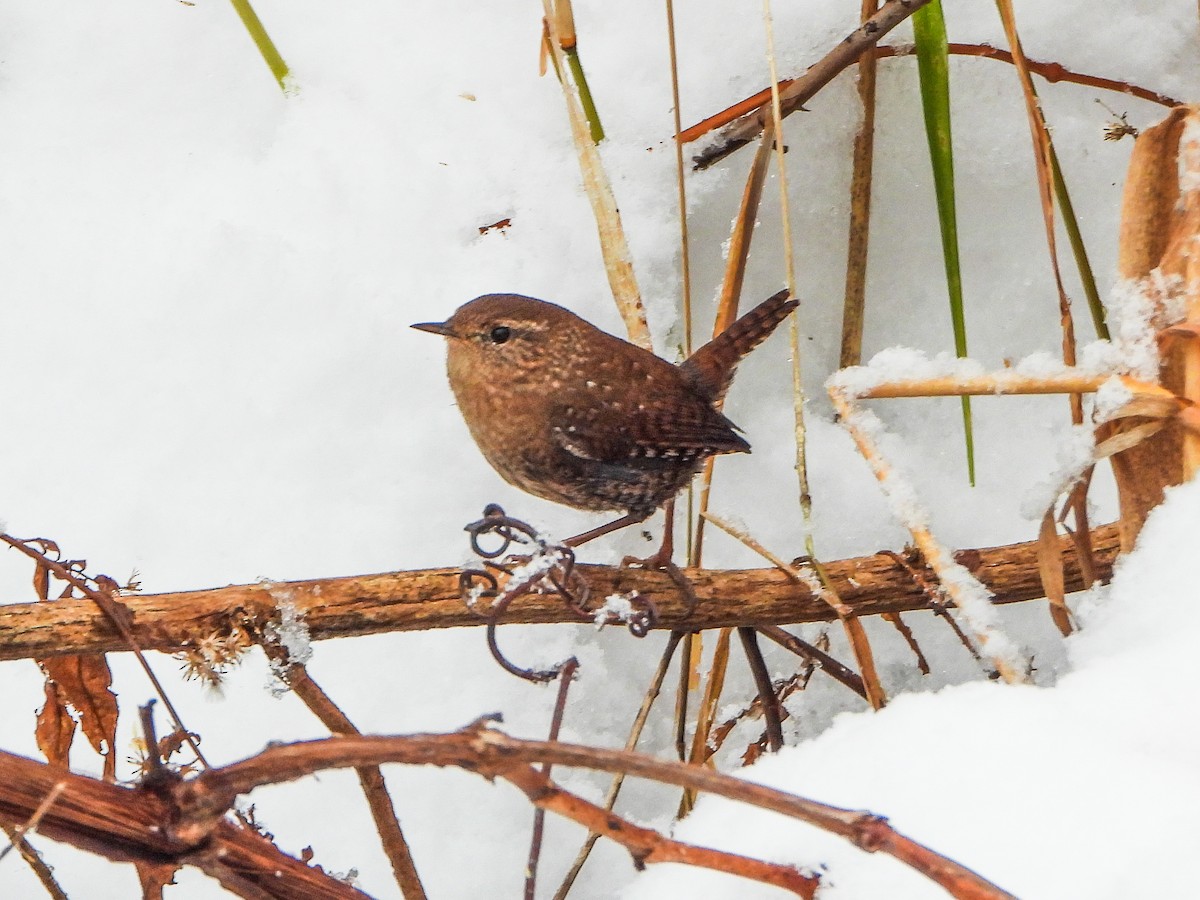 フユミソサザイ - ML646706799