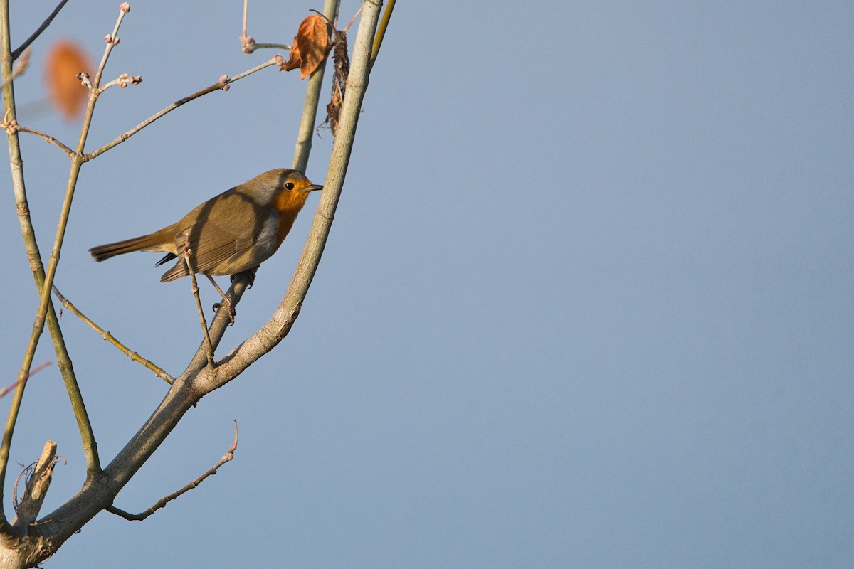 Txantxangorria - ML646706800