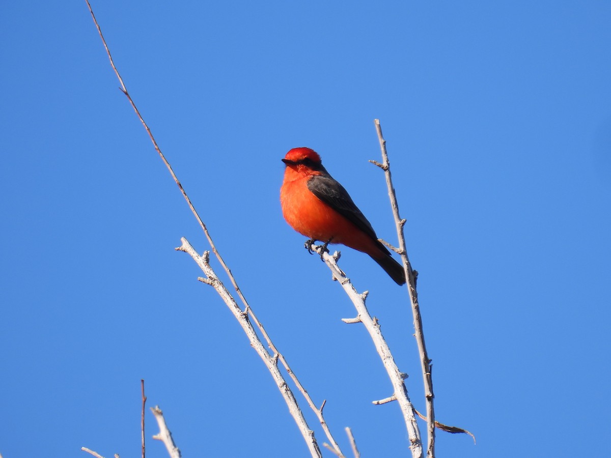Vermilion Flycatcher - ML646706801