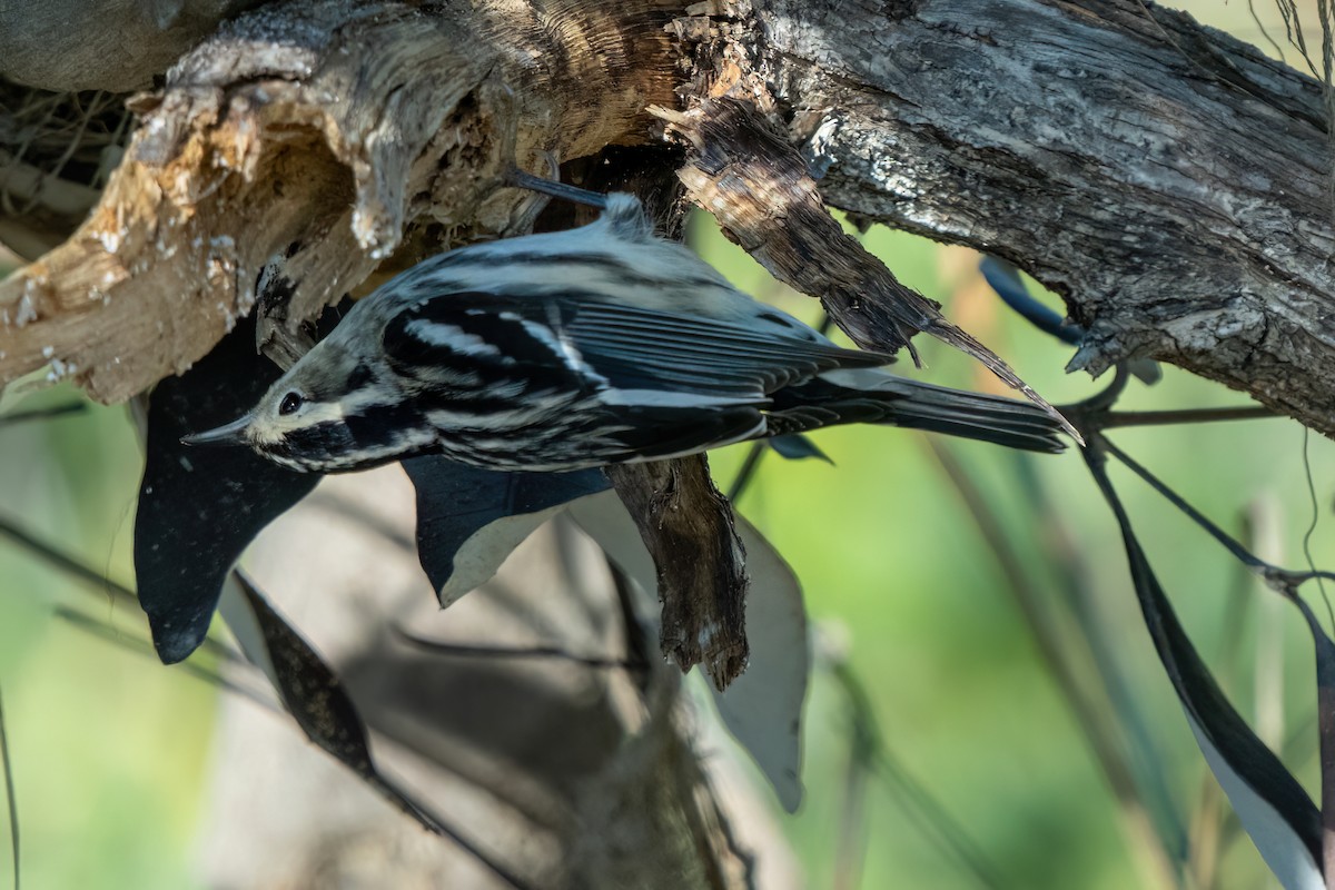 klatreparula - ML646706802