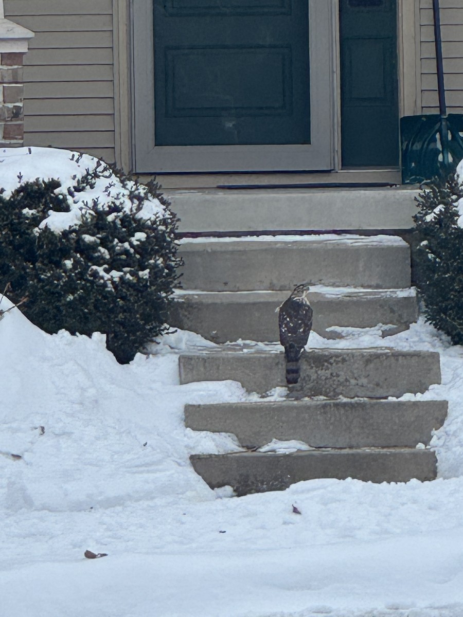 Sharp-shinned Hawk - ML646706803