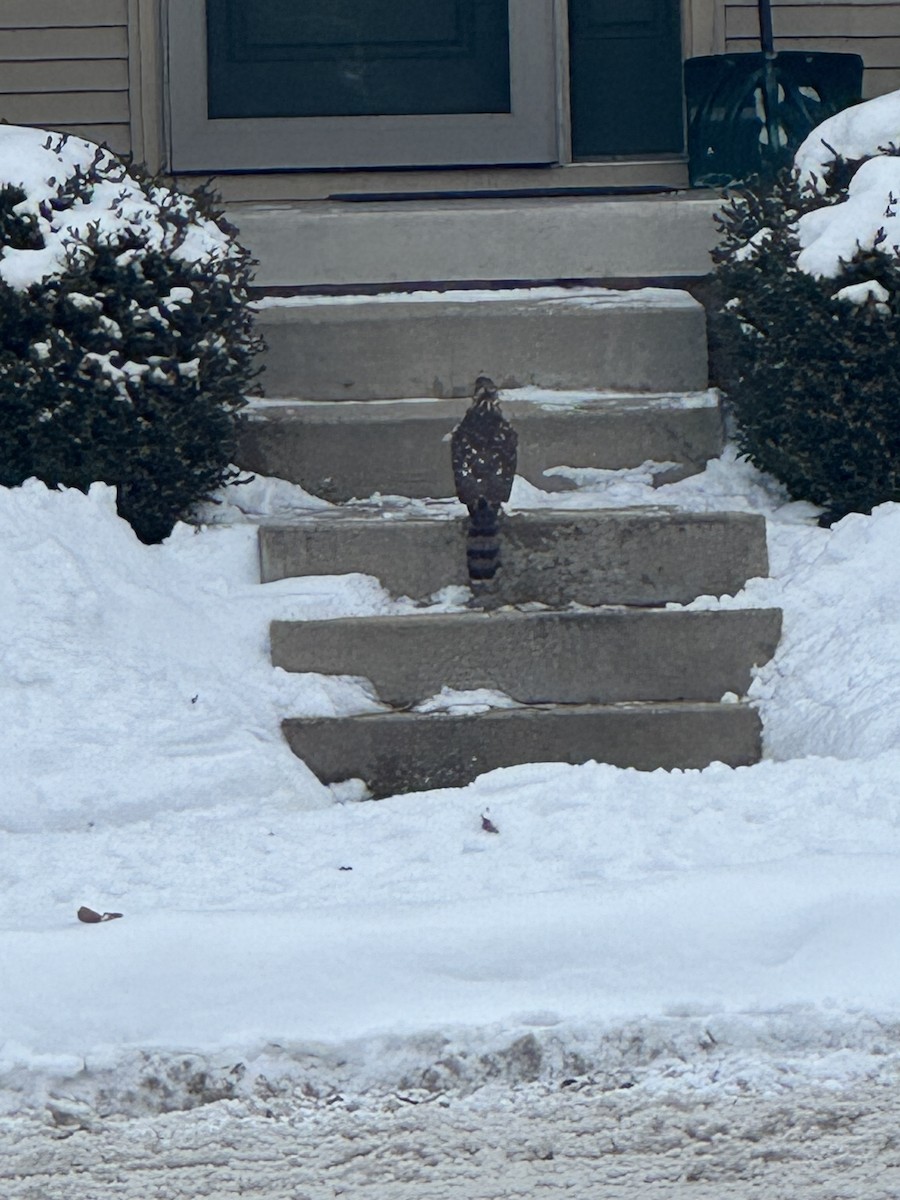 Sharp-shinned Hawk - ML646706804