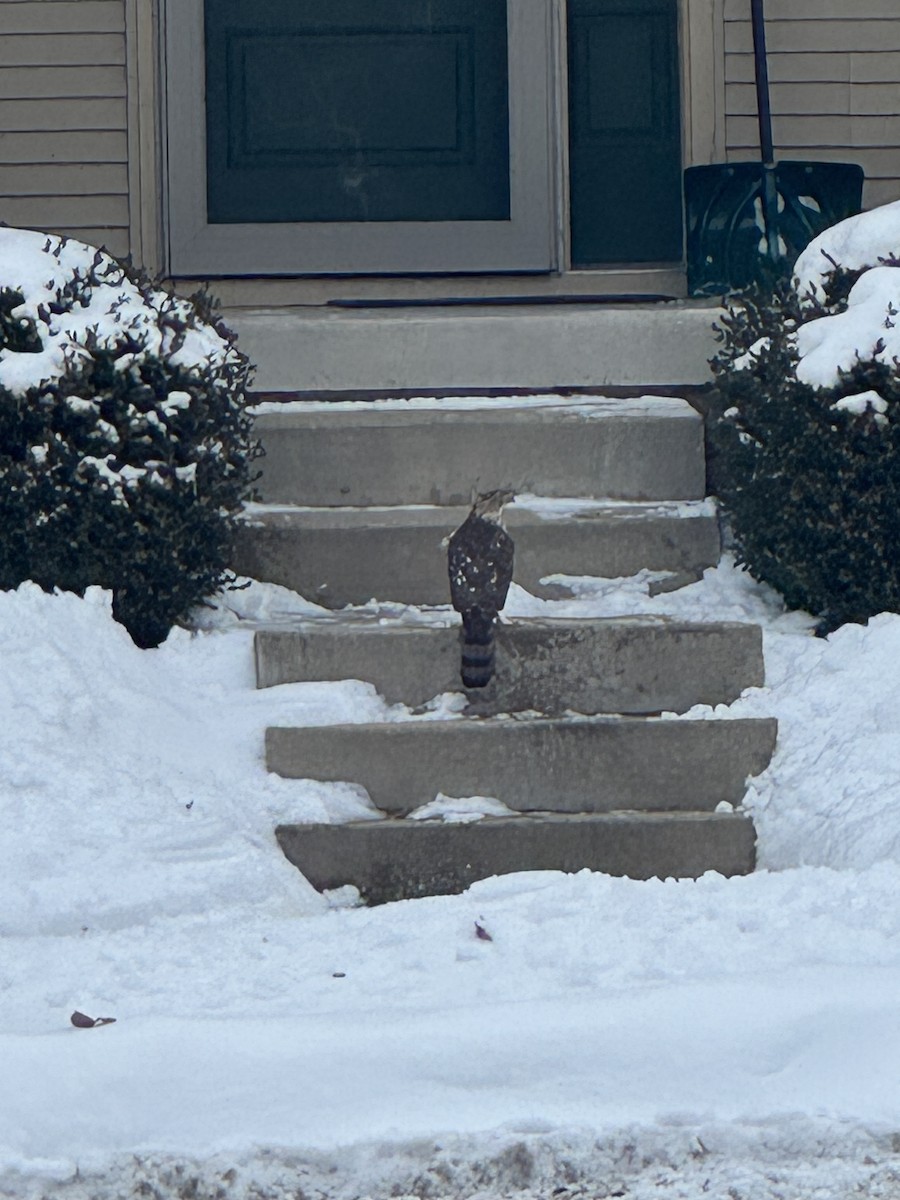 Sharp-shinned Hawk - ML646706805