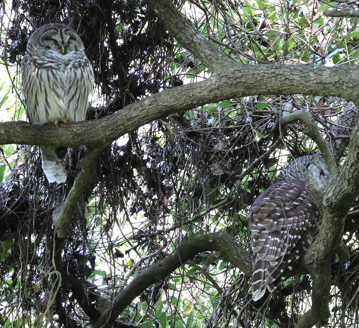 Barred Owl - ML646706806