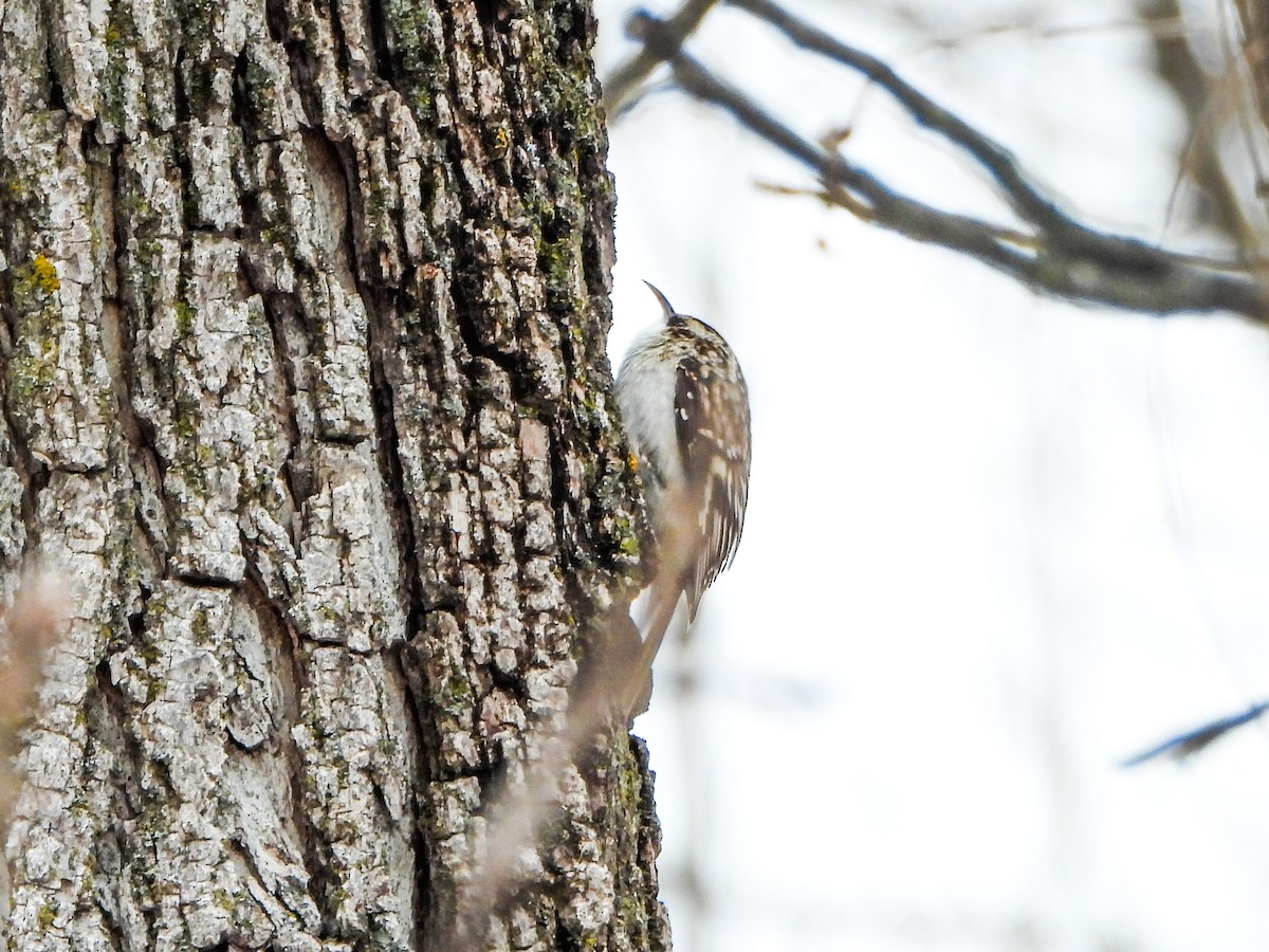 Brown Creeper - ML646706807