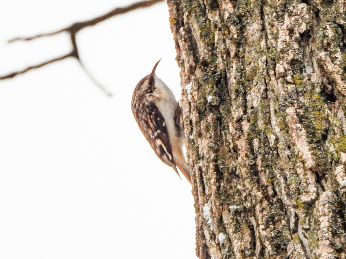 Brown Creeper - ML646706808