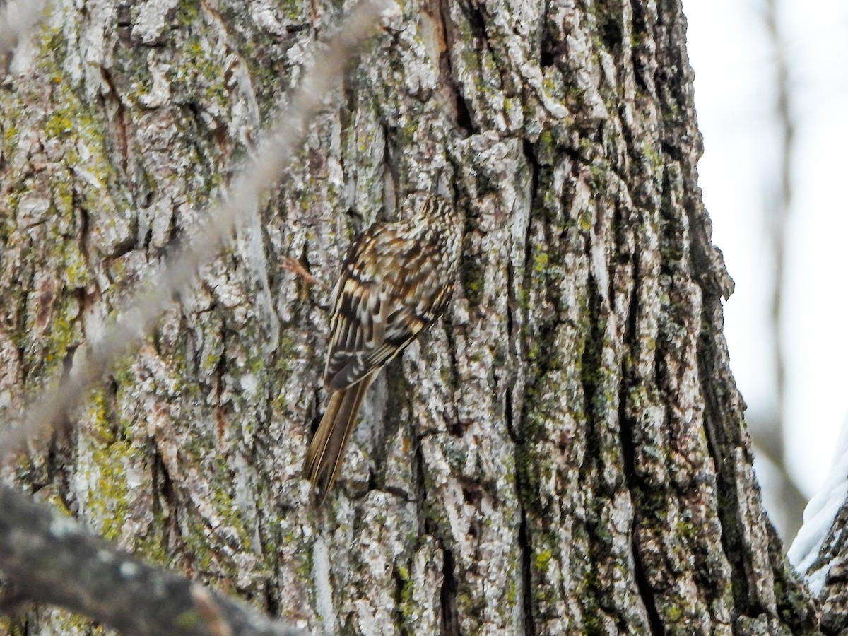 Brown Creeper - ML646706809