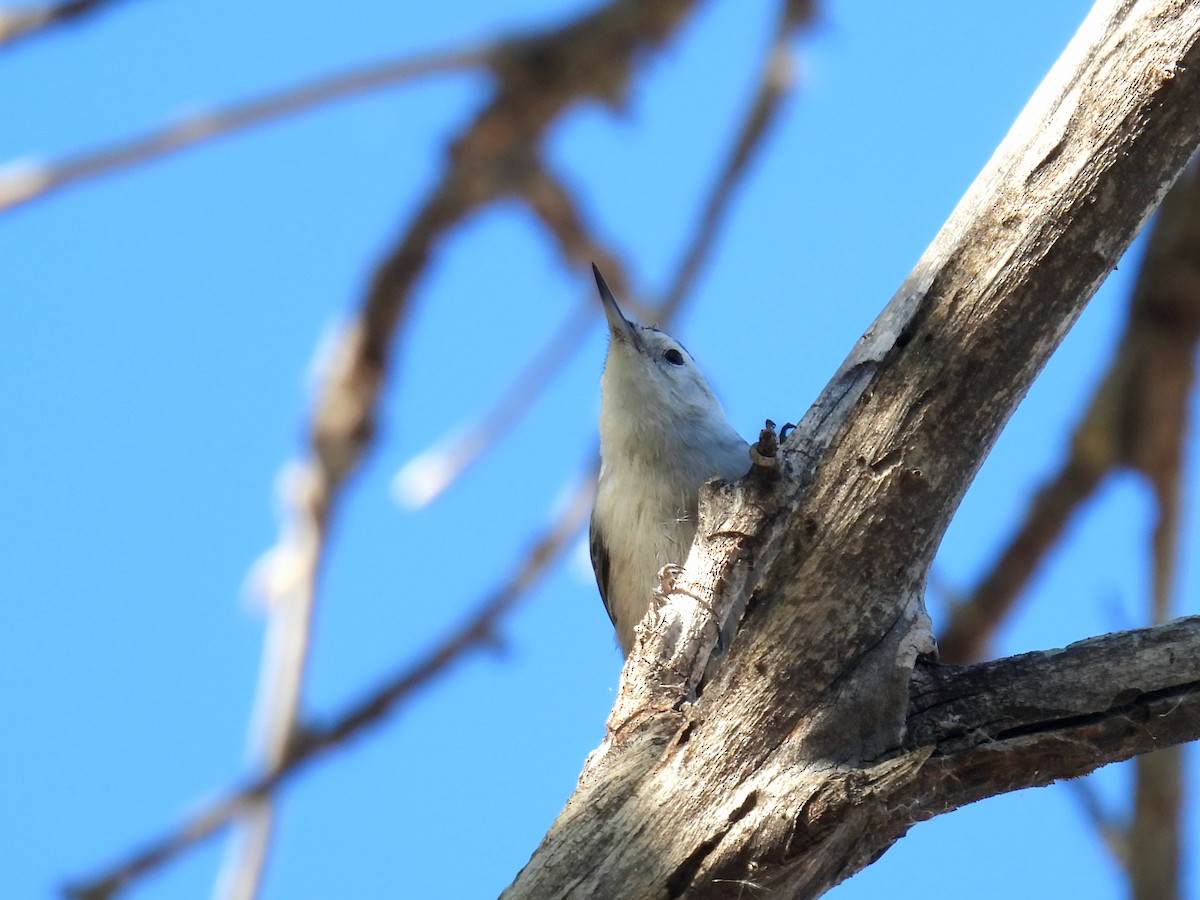 White-breasted Nuthatch - ML646706810