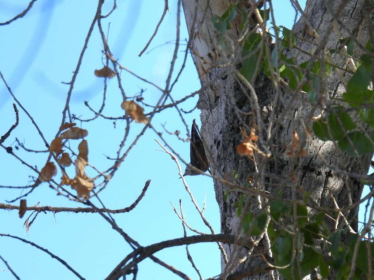 White-breasted Nuthatch - ML646706811