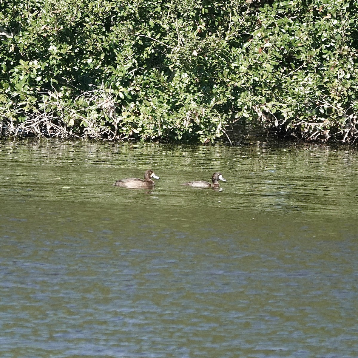 Морская чернеть - ML646706813