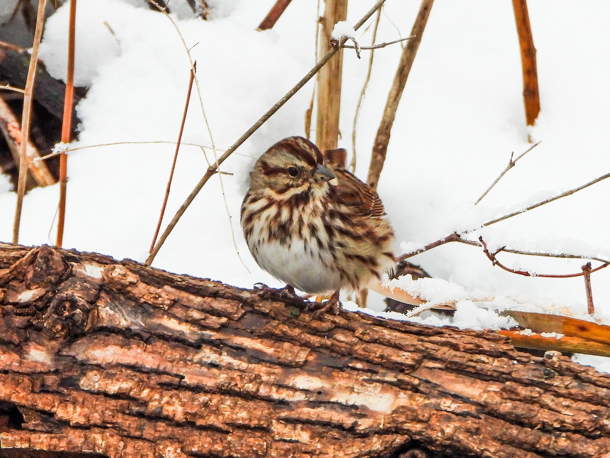 Song Sparrow - ML646706815