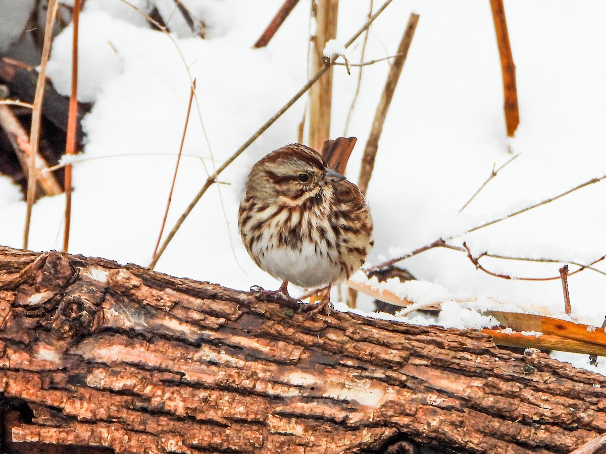 Song Sparrow - ML646706816
