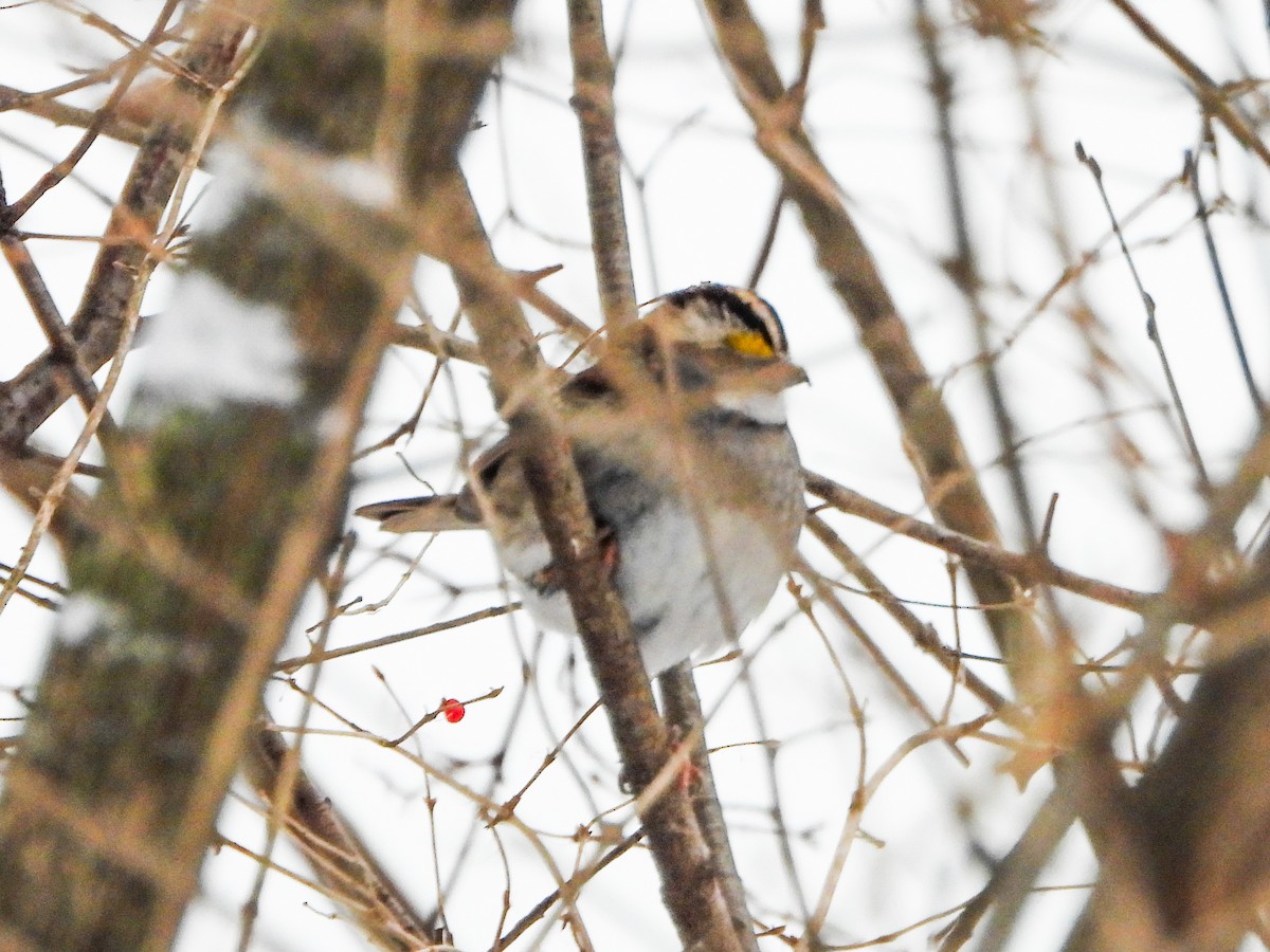 White-throated Sparrow - ML646706821