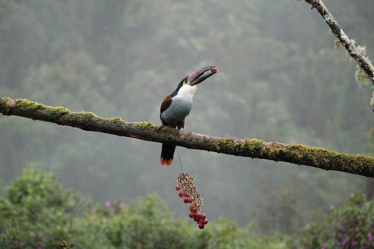 Андигена білощока - ML646706822