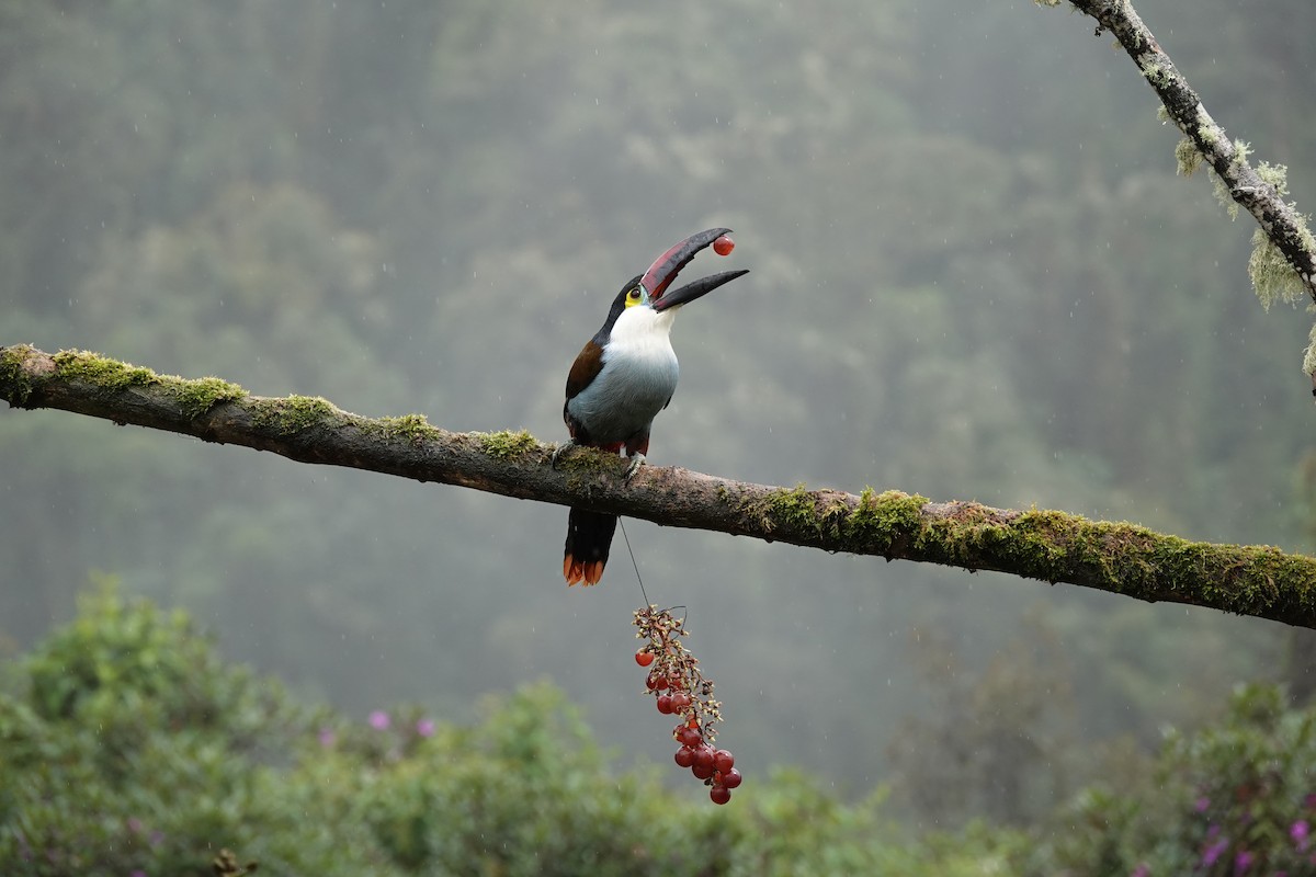 Андигена білощока - ML646706823