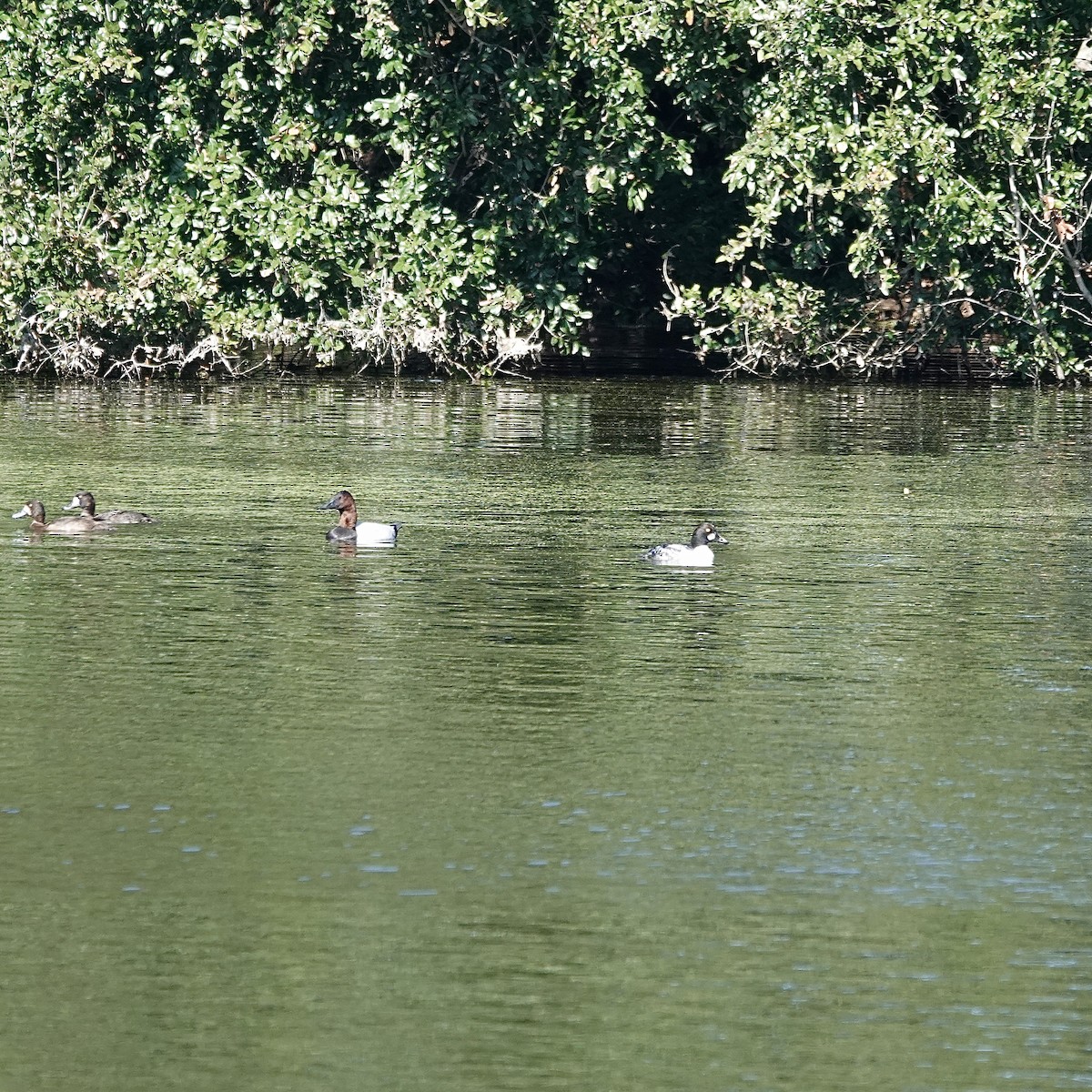 עבראש ירוק - ML646706827