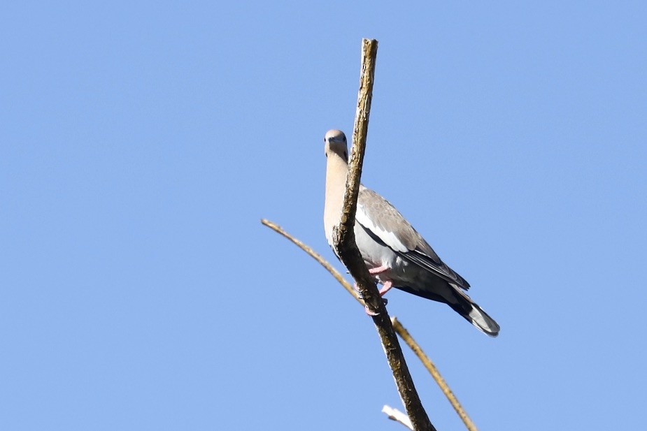 White-winged Dove - ML646706828