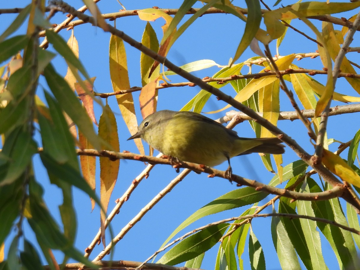 Orange-crowned Warbler - ML646706829