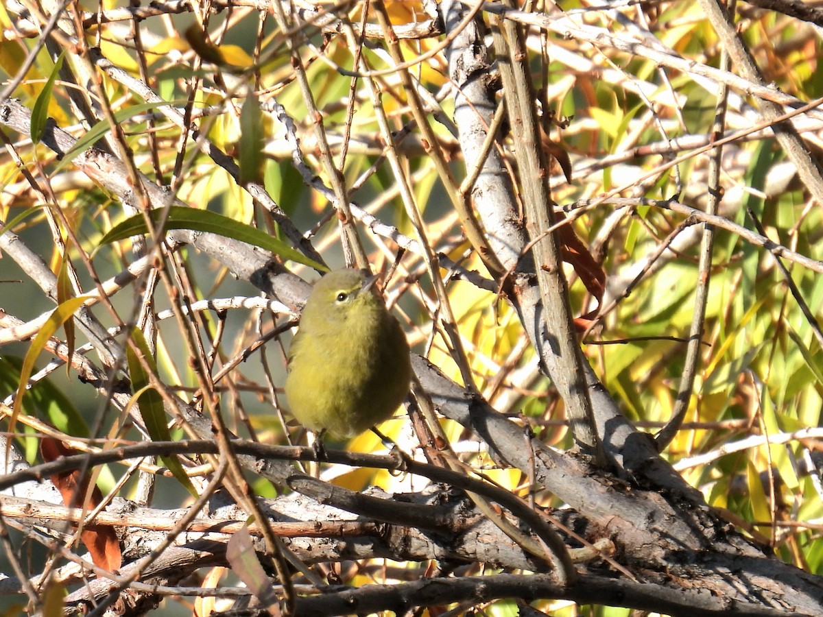 Orange-crowned Warbler - ML646706830