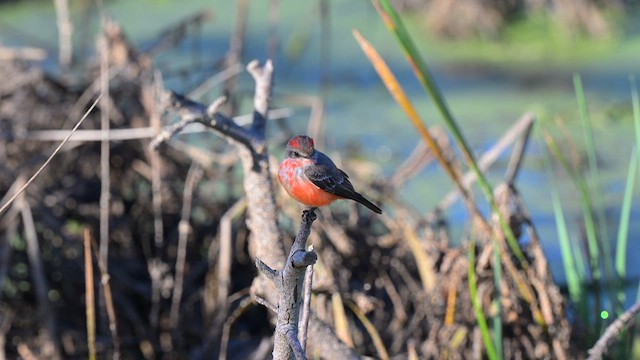 Vermilion Flycatcher - ML646706832