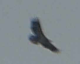 Accipitridae sp. (eagle sp.) - ML646706839