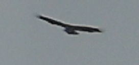 Accipitridae sp. (eagle sp.) - ML646706842