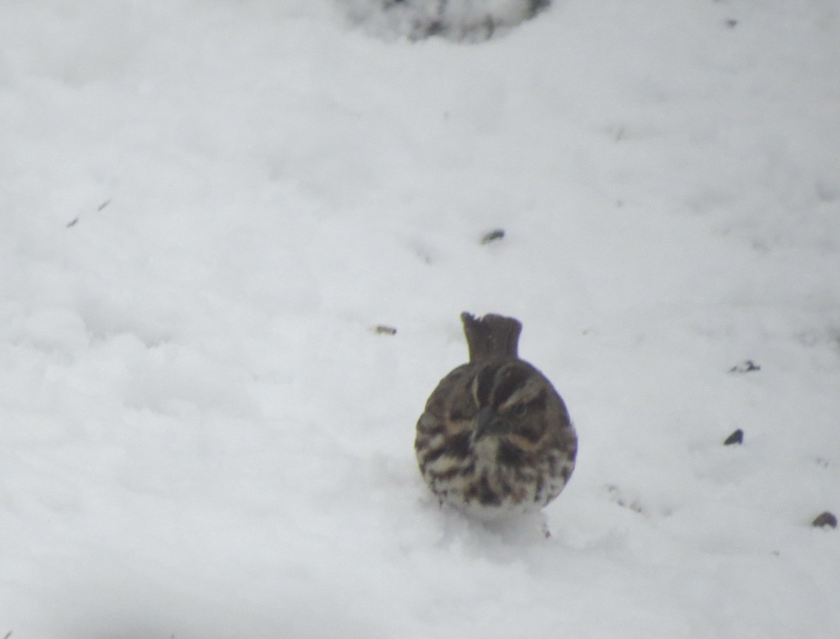 ウタスズメ - ML646706847