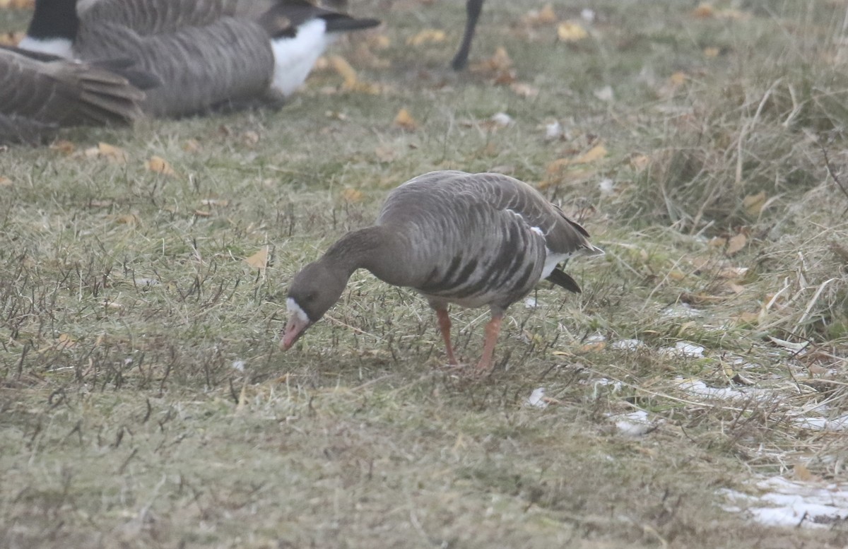 Greater White-fronted Goose - ML646706848