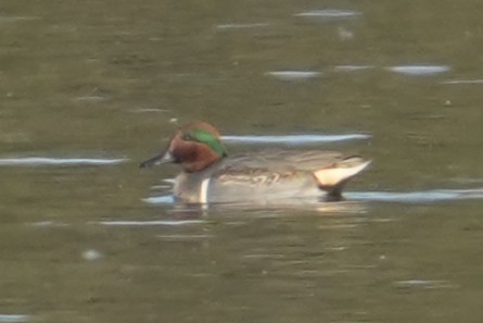 Krickente - ML646706849