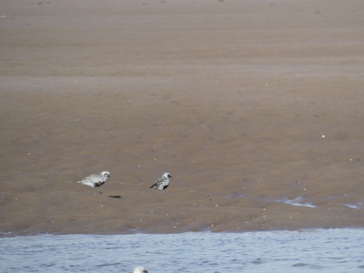 Gümüş Yağmurcun - ML646706850