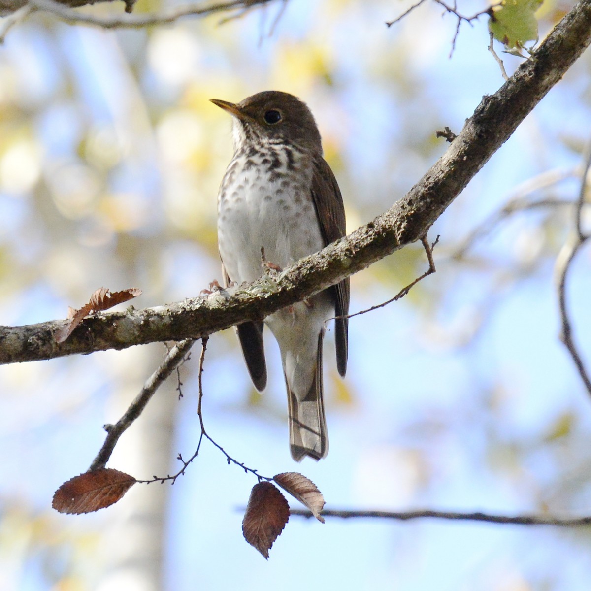 Hermit Thrush - ML646706853