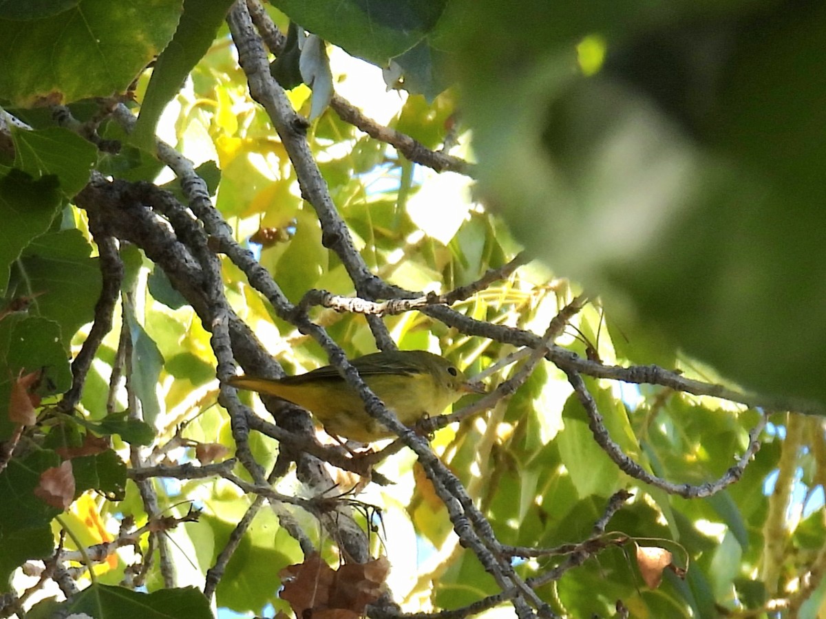 Northern Yellow Warbler - ML646706854