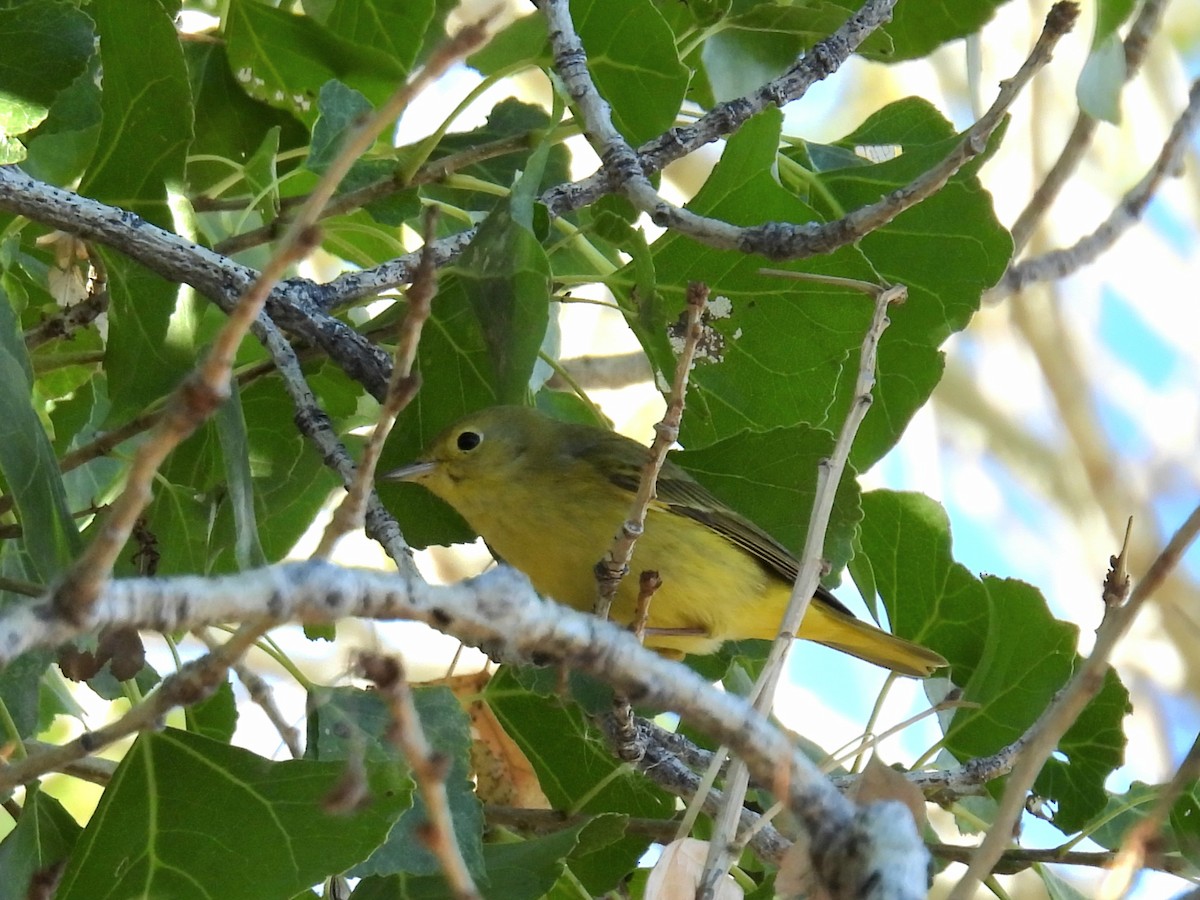 Northern Yellow Warbler - ML646706855