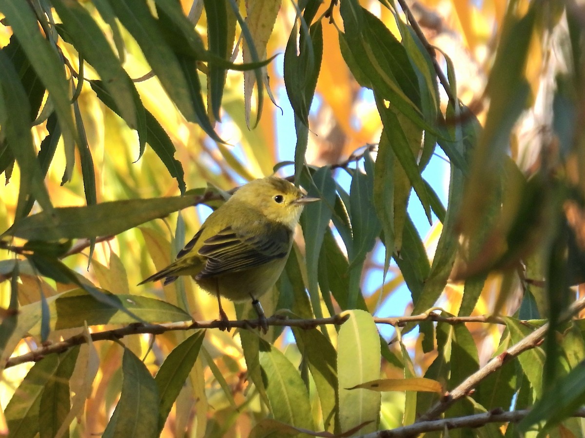 Northern Yellow Warbler - ML646706857