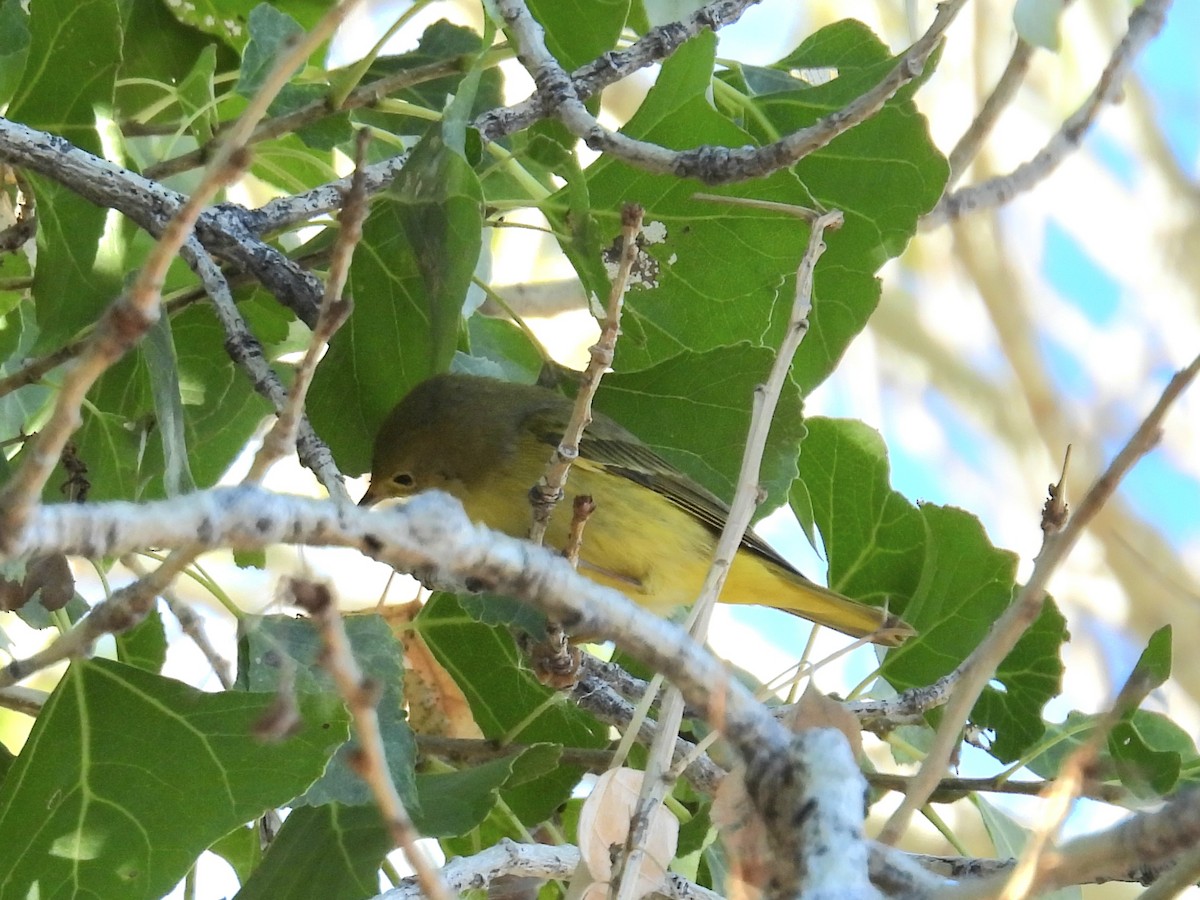 Northern Yellow Warbler - ML646706858