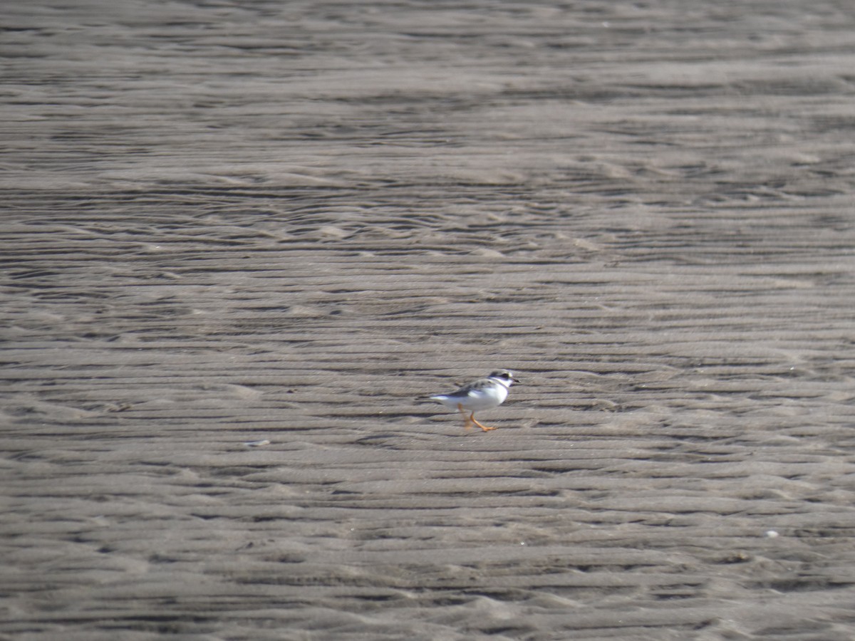 Halkalı Cılıbıt - ML646706859