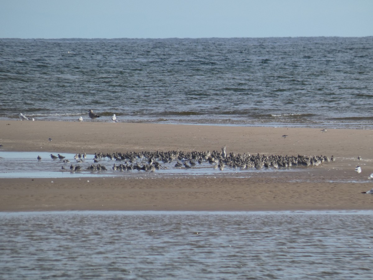 Büyük Kumkuşu - ML646706865