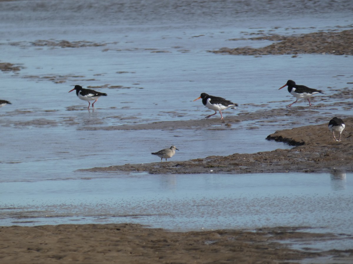 Büyük Kumkuşu - ML646706866