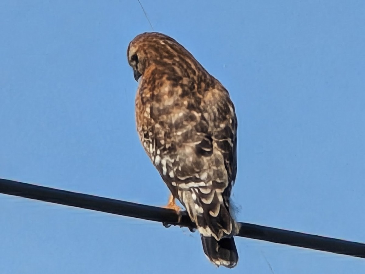 Red-shouldered Hawk - ML646706867